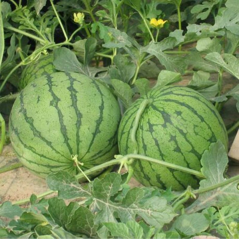 8424西瓜10斤打底9成熟1茬