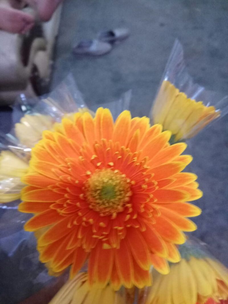 扶郎花