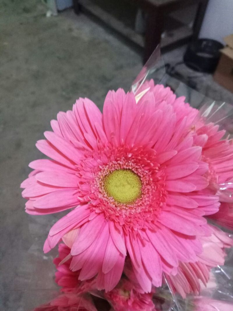 扶郎花