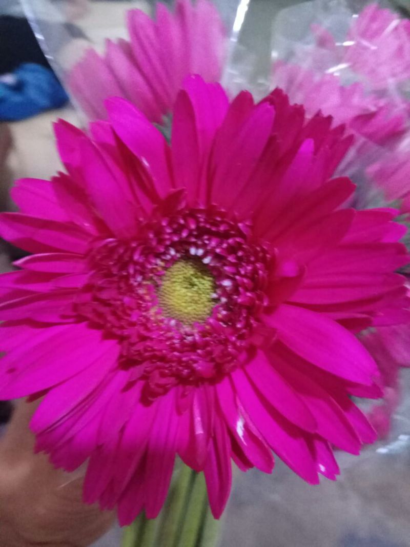 扶郎花