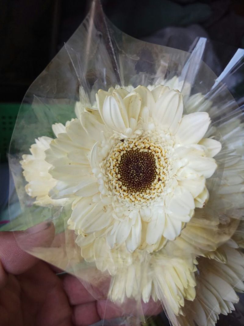 扶郎花