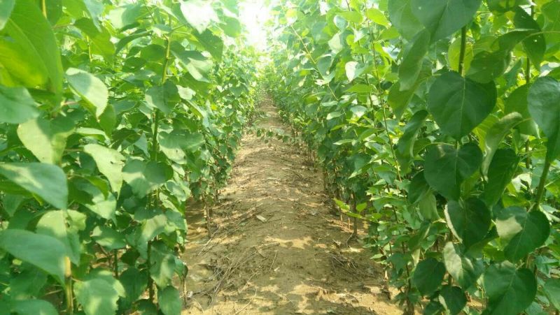 丰园红杏树苗80cm以上