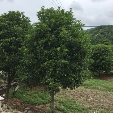八月金桂花树苗