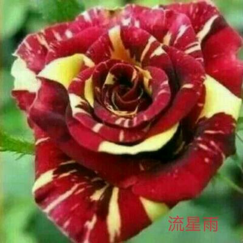 玫瑰花10~20cm品种齐全，品种对版，