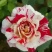 玫瑰花10~20cm品种齐全，品种对版，