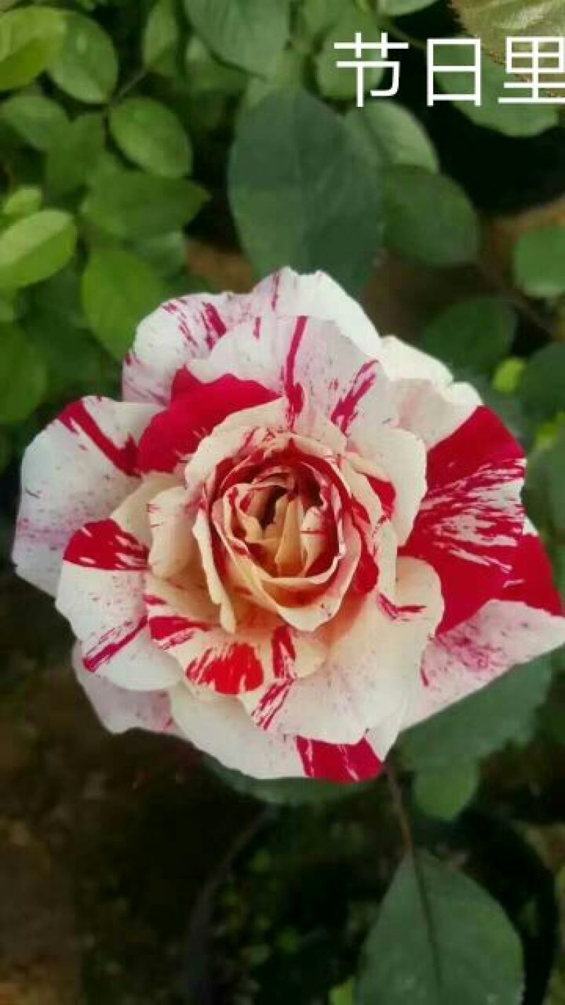 玫瑰花10~20cm品种齐全，品种对版，