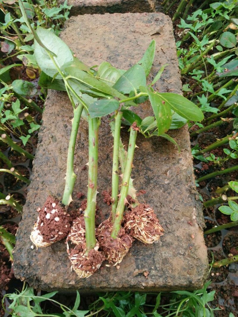 玫瑰花10~20cm品种齐全，品种对版，