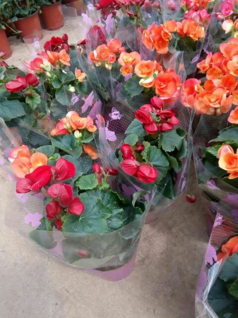 玫瑰花10~20cm品种齐全，品种对版，
