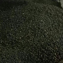 枳实统个