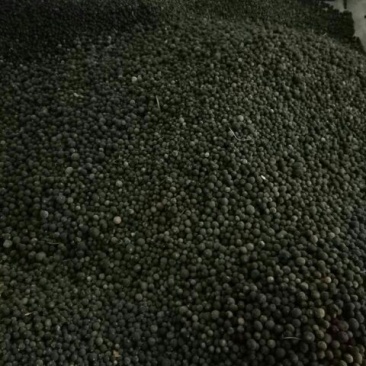 枳实统个