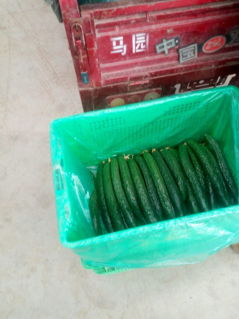密刺黄瓜22~25公分干花带刺油亮型，子生不嫁接瓜