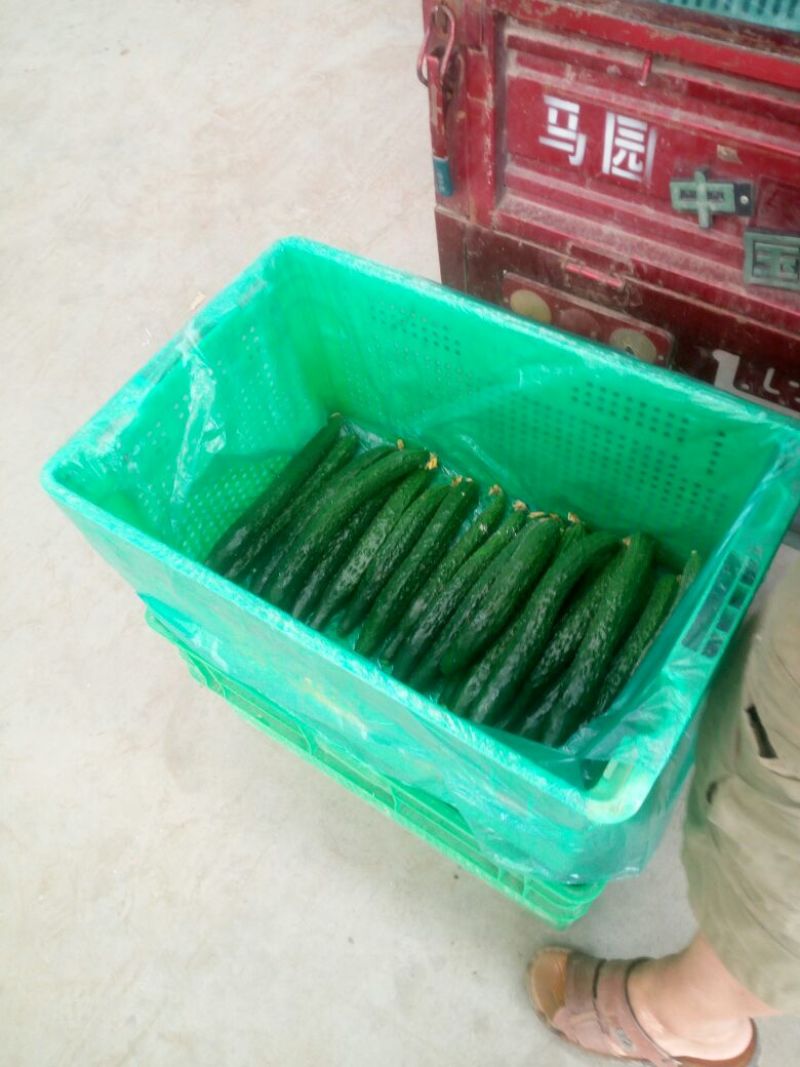 密刺黄瓜22~25公分干花带刺油亮型，子生不嫁接瓜
