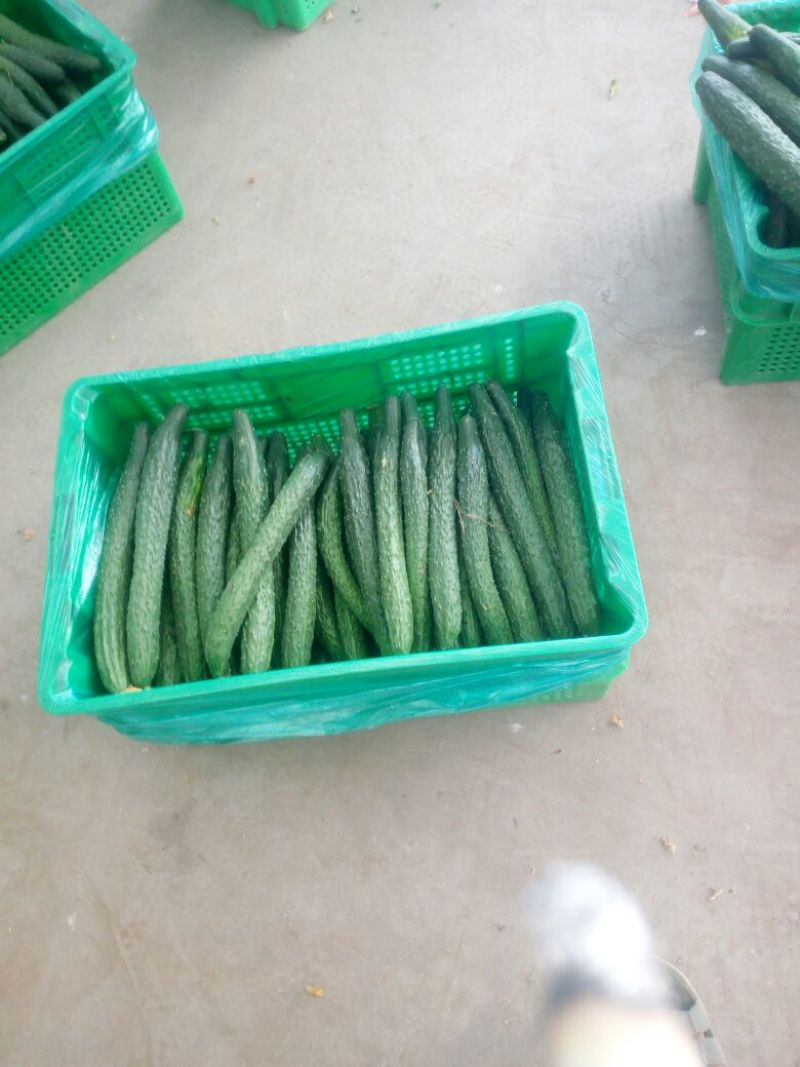 密刺黄瓜22~25公分干花带刺油亮型，子生不嫁接瓜