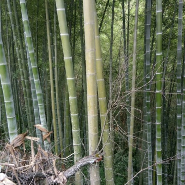楠竹6cm以上6米以上