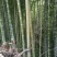 楠竹6cm以上6米以上