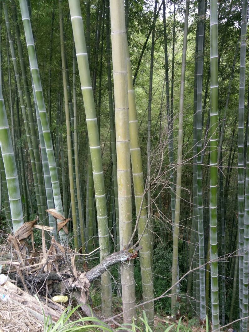 楠竹6cm以上6米以上
