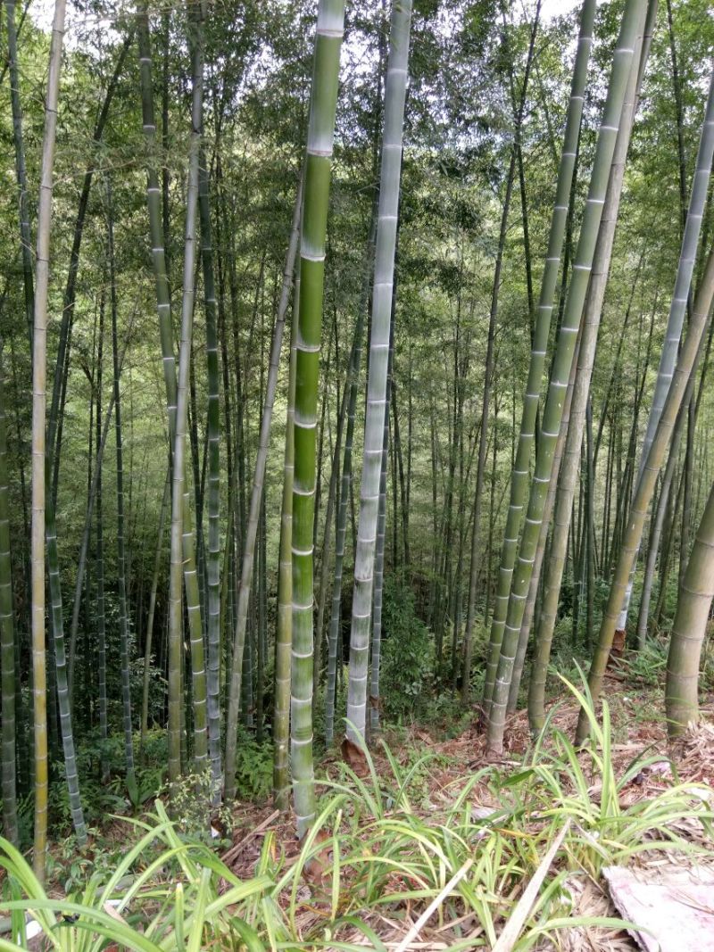 楠竹6cm以上6米以上