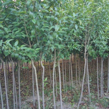 大叶女贞4cm以下