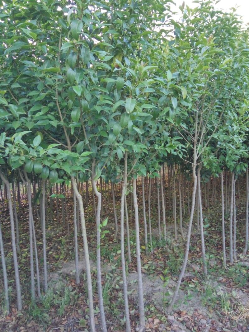大叶女贞4cm以下