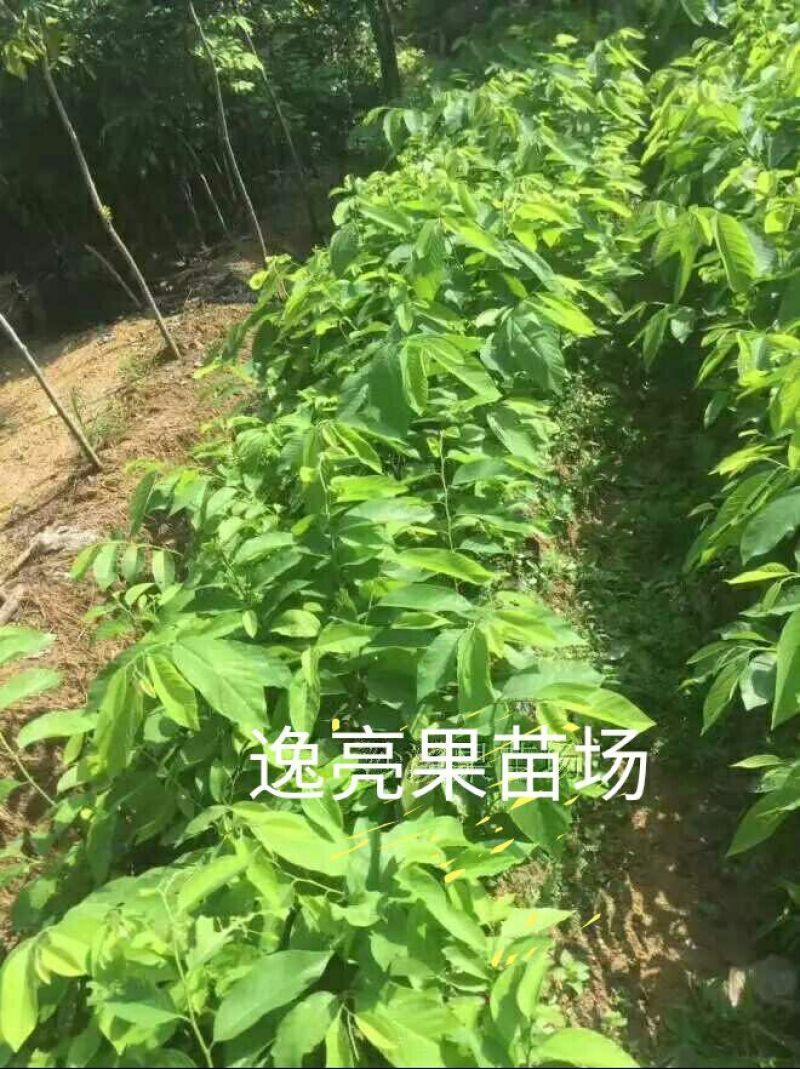 释迦苗10~30cm