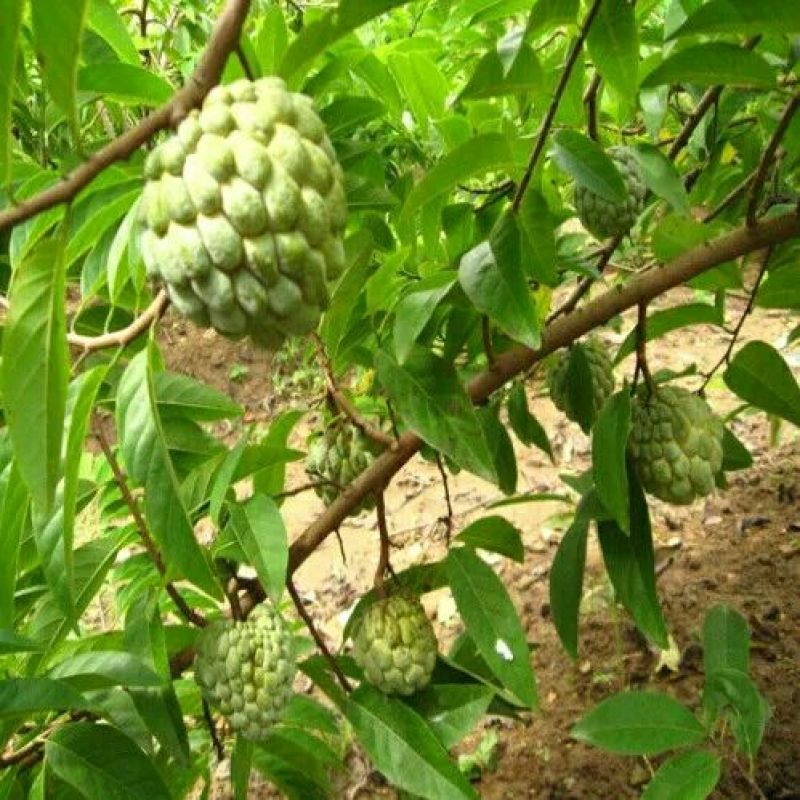 释迦苗10~30cm