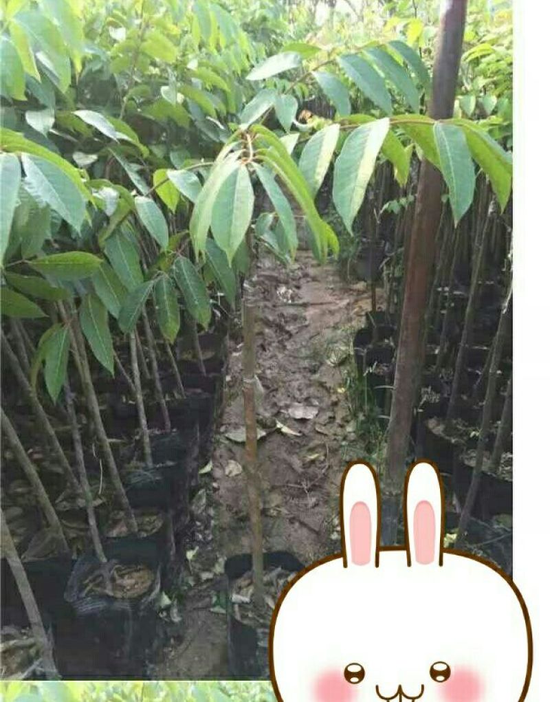 橄榄树苗