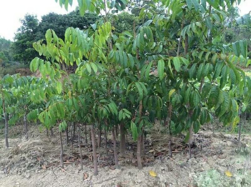 橄榄树苗