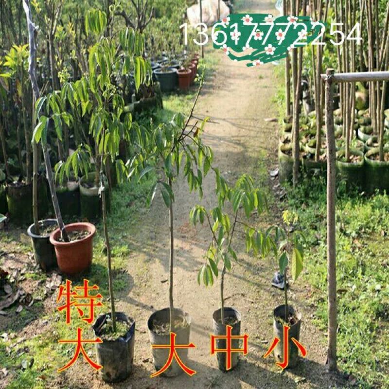 橄榄树苗