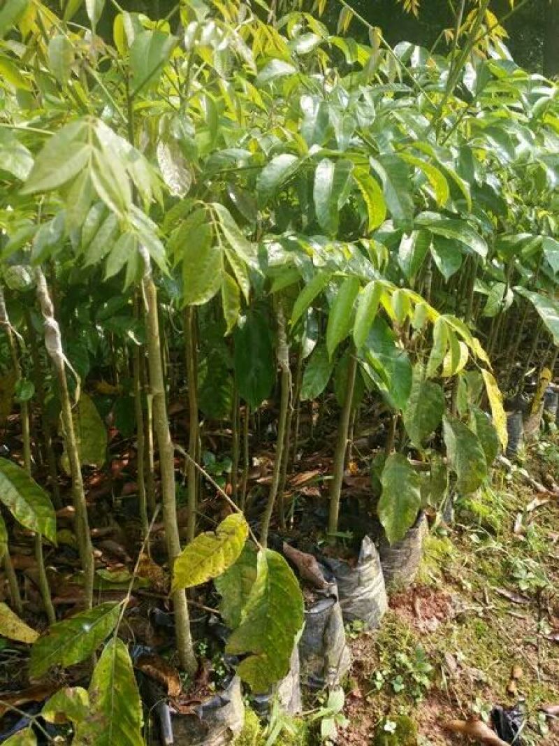 橄榄树苗