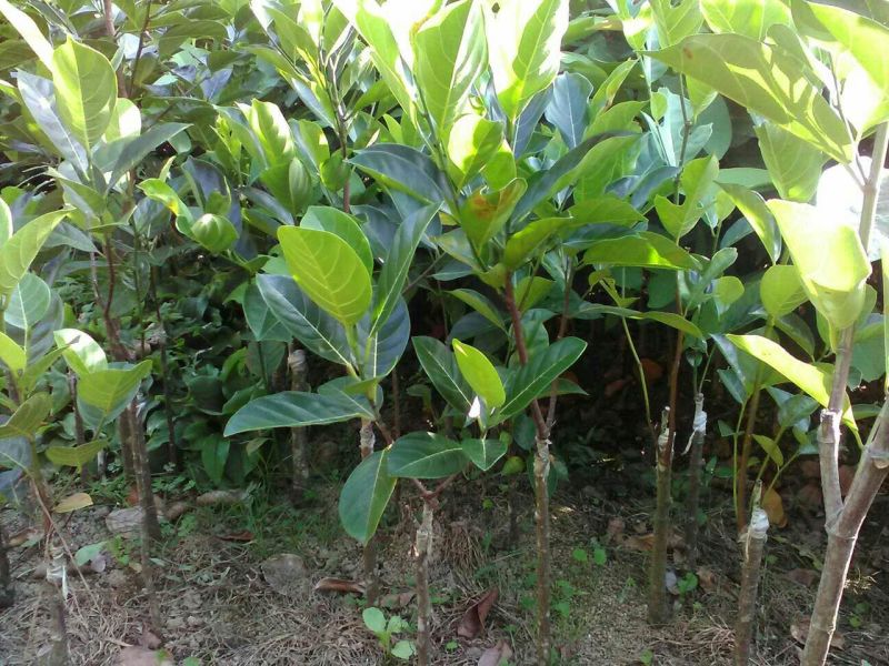 1号菠萝蜜苗稿接树