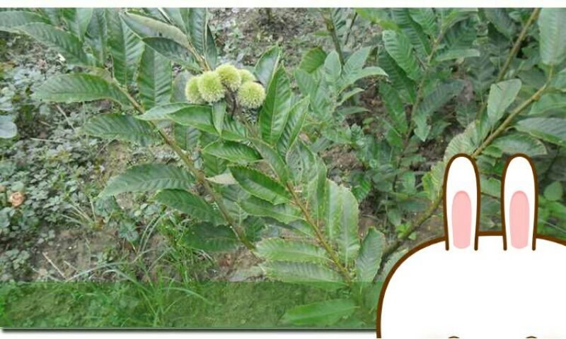 大红袍板栗苗30~50cm