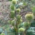 大红袍板栗苗30~50cm