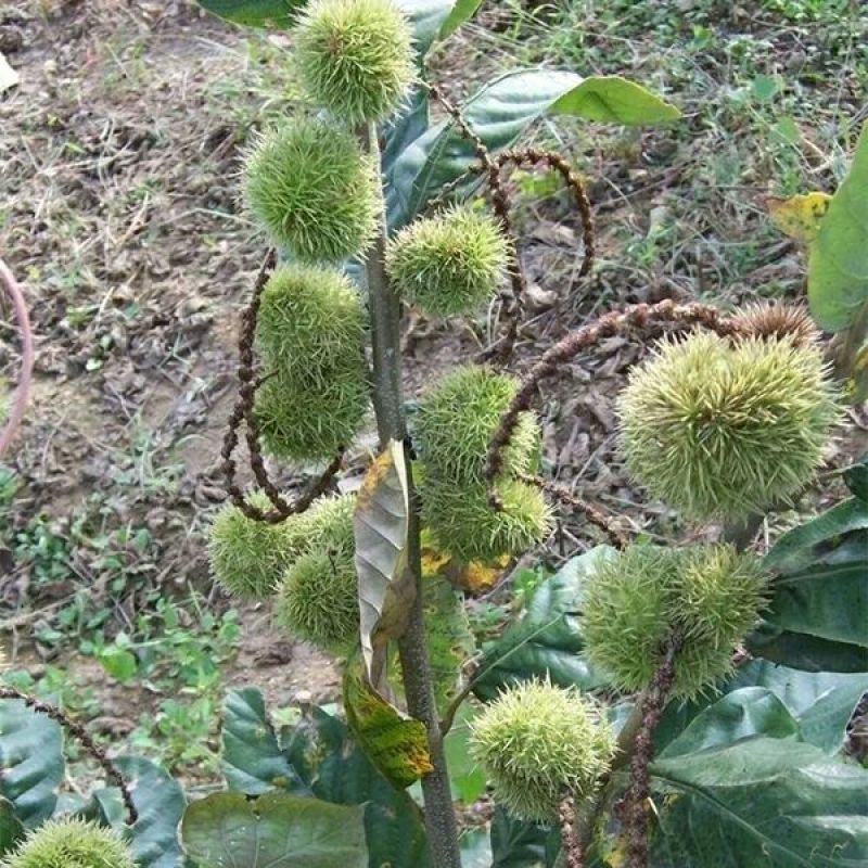 大红袍板栗苗30~50cm