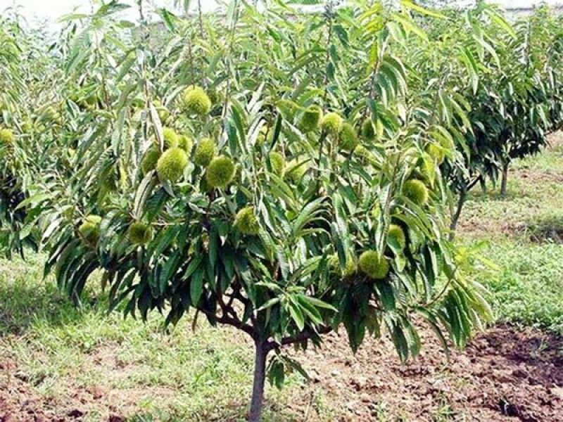 大红袍板栗苗30~50cm