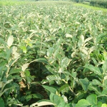 大红袍板栗苗30~50cm