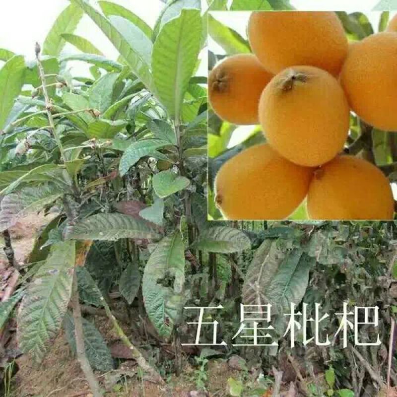 枇杷树苗10~20cm