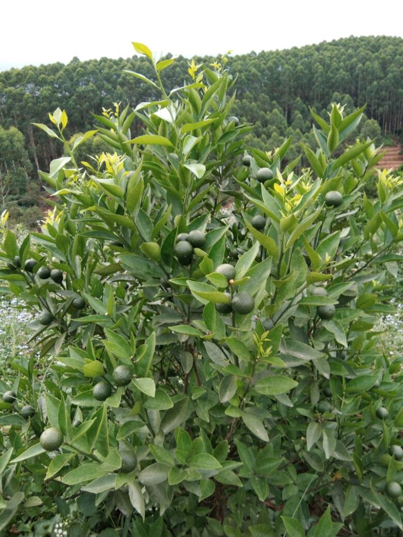 皇帝柑苗30~50cm