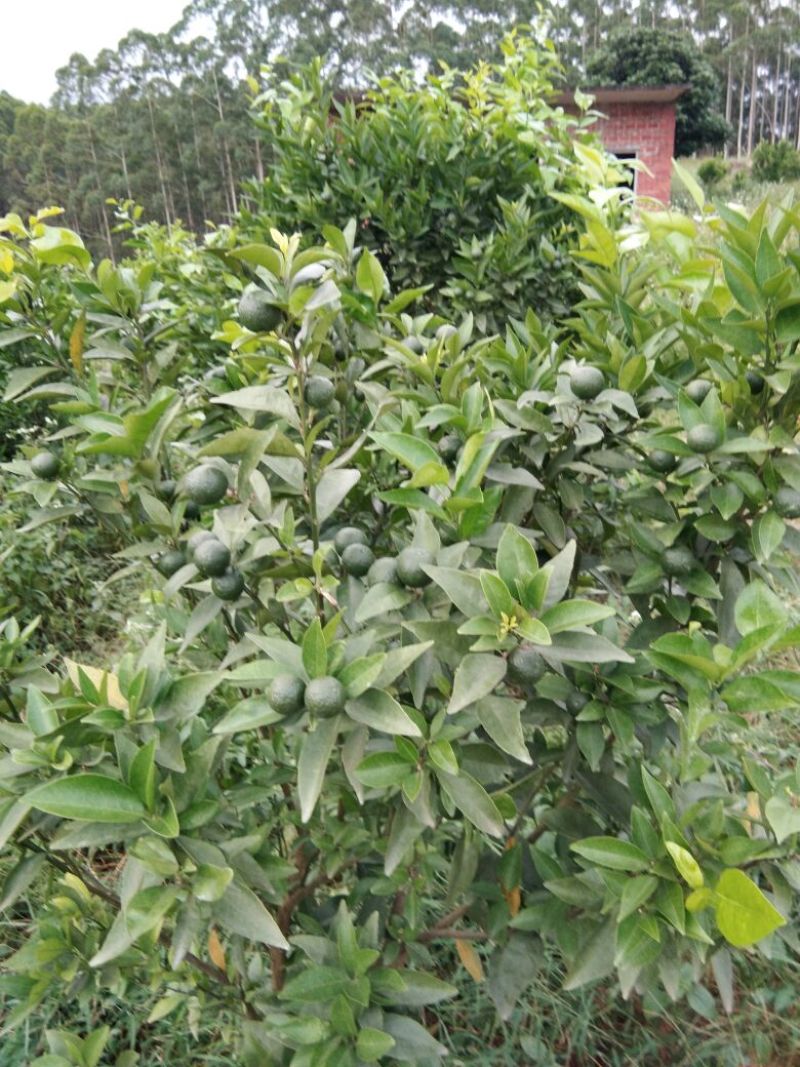 皇帝柑苗30~50cm