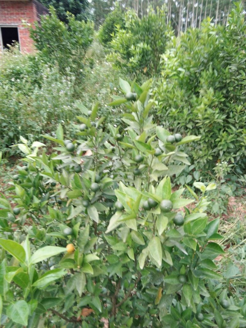 皇帝柑苗30~50cm
