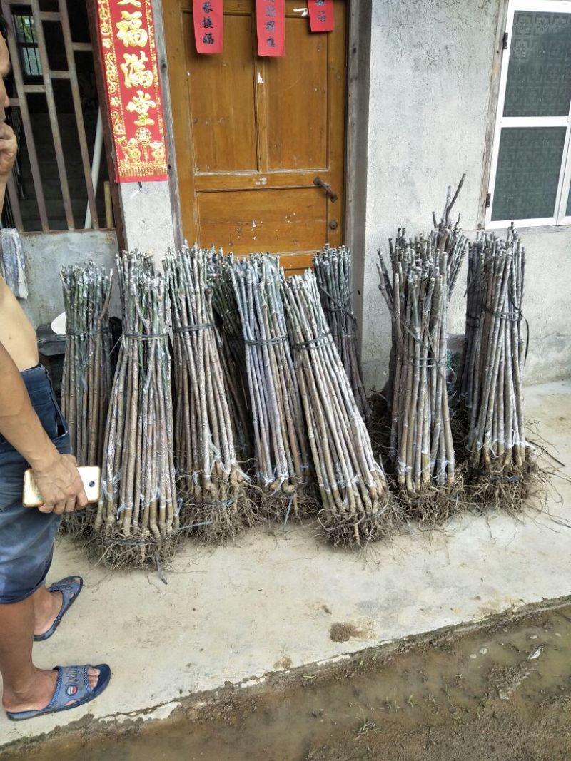 金煌芒树苗1m以下