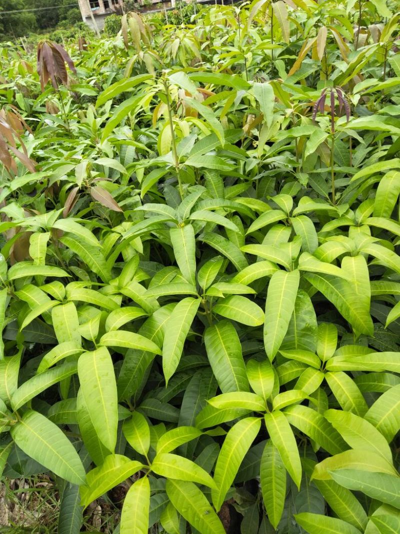 金煌芒树苗1m以下