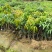 金煌芒树苗1m以下