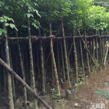 秋枫51~80cm