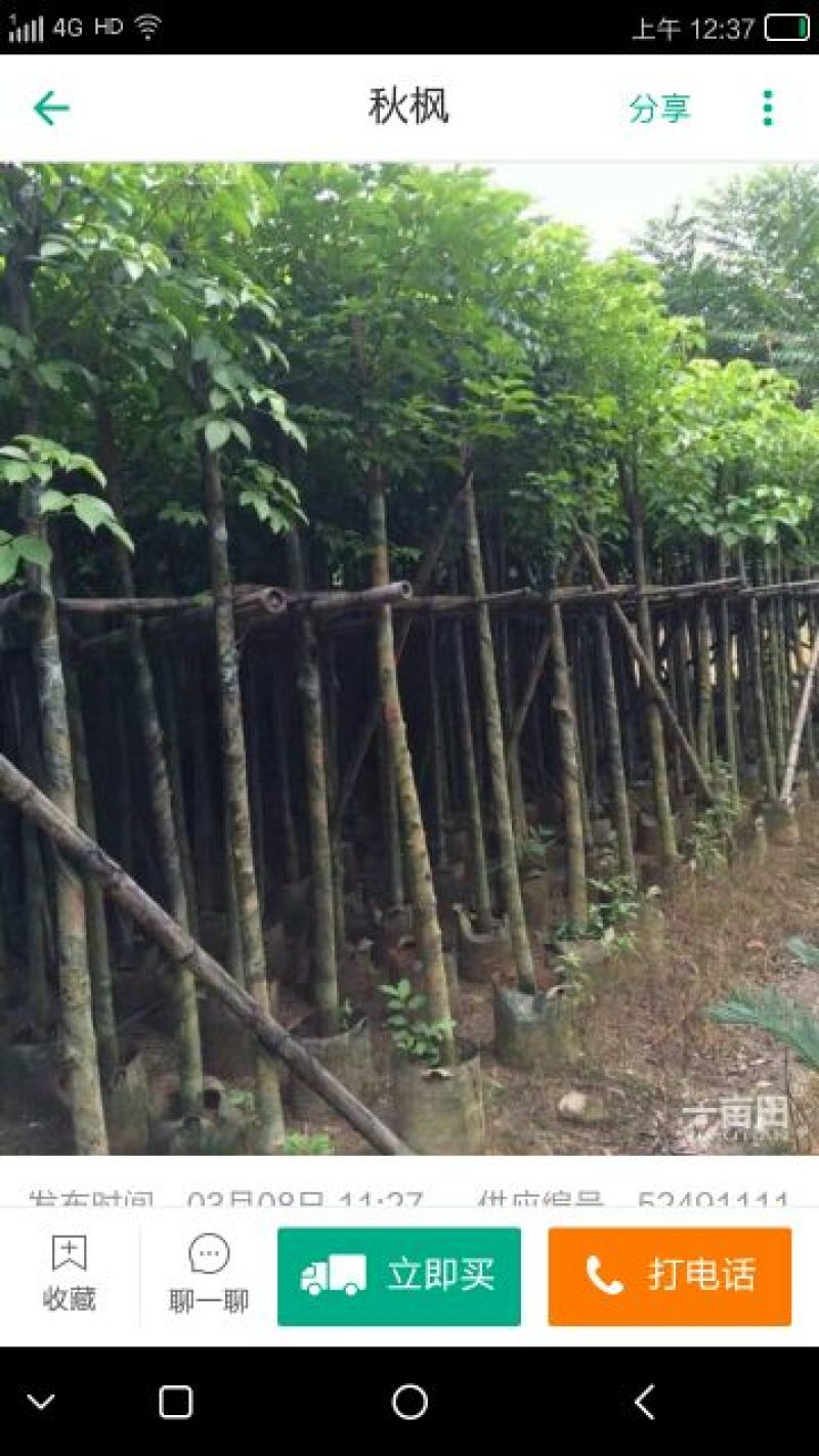 秋枫51~80cm