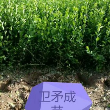 胶州卫矛2cm以下4cm以下0.5~1米