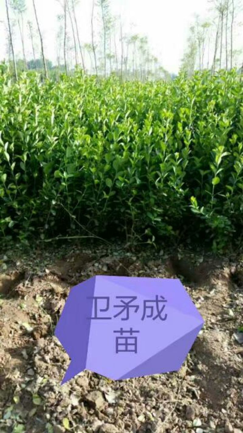 胶州卫矛2cm以下4cm以下0.5~1米