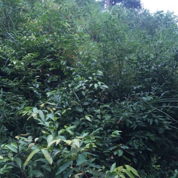 重阳木树桩，水涧树头，多杆