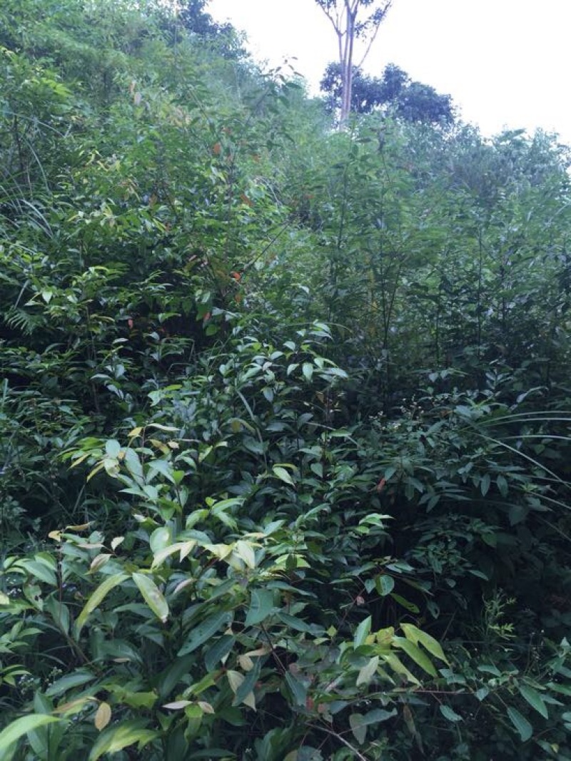 重阳木树桩，水涧树头，多杆