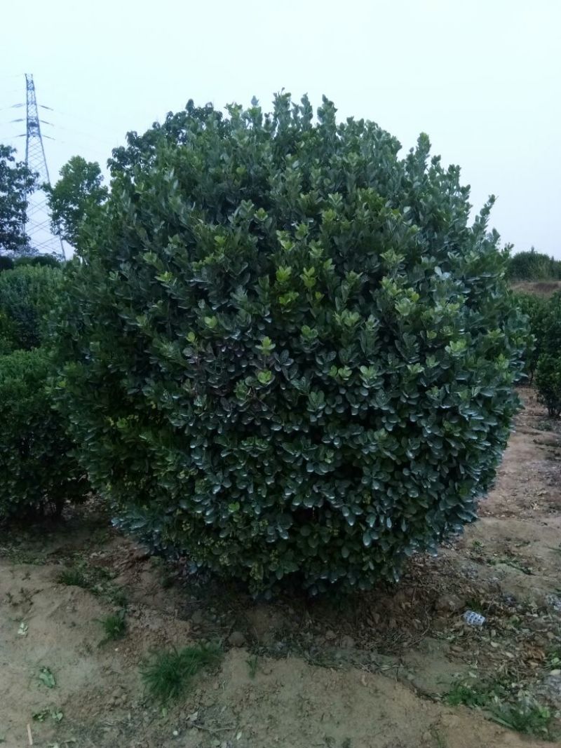 大叶女贞10~12cm