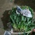 菠菜25~30厘米